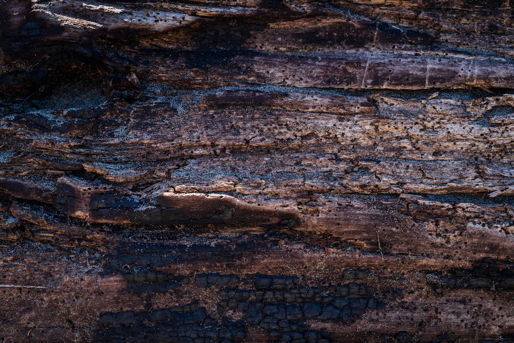 the bark of a tree is brown and black