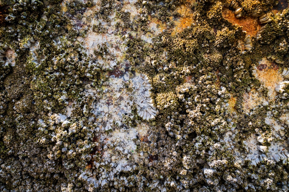 a close up of a rock with moss growing on it