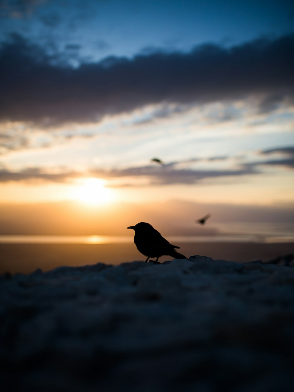 silhouette of bird during golden hour