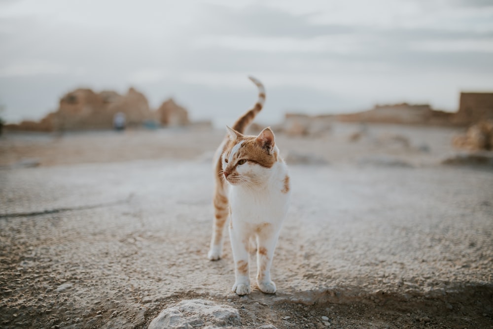 gato atigrado naranja y blanco sobre superficie de hormigón marrón