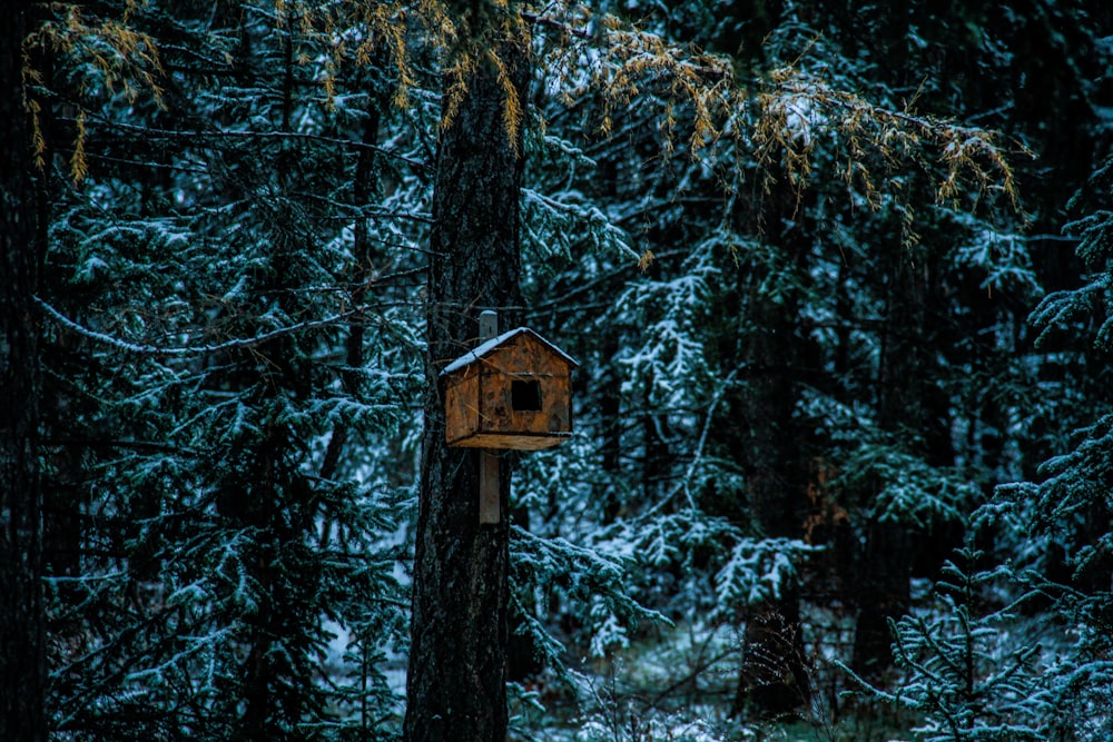 birdhouse on tree trunk