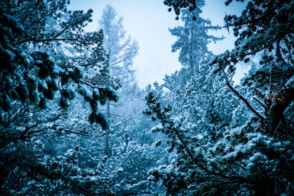 forest with fogs