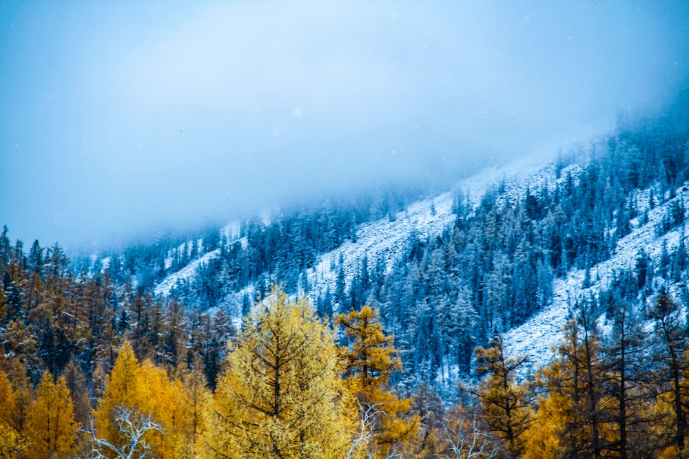 yellow trees near mountain during daytime