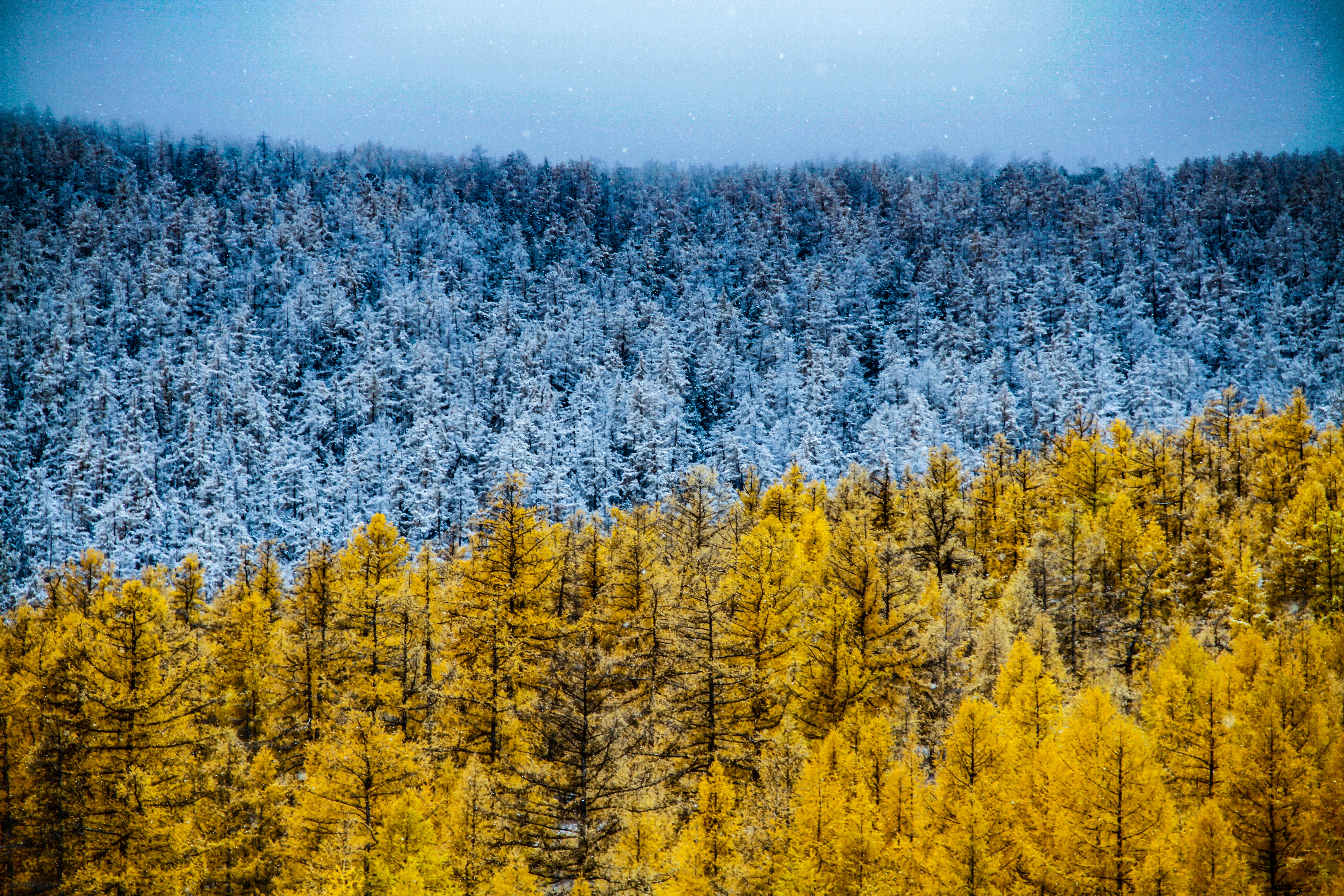 aerial photography of blue and yellow trees