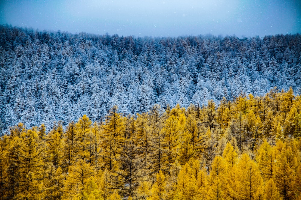 Fotografía aérea de árboles azules y amarillos