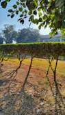 An early morning scene of a gardener trimming hedges with sunlight filtering through trees.