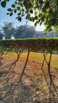 A team member trimming hedges along a commercial property's walkway at sunrise