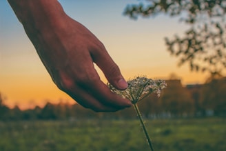 Close-up of a hand gently touching a blooming flower with soft natural light.