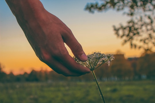Close-up of a hand gently touching a blooming flower with soft natural light.