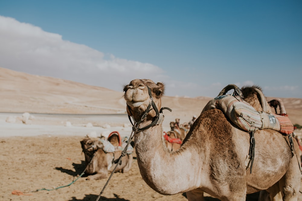 Cammello marrone in piedi sul deserto durante il giorno
