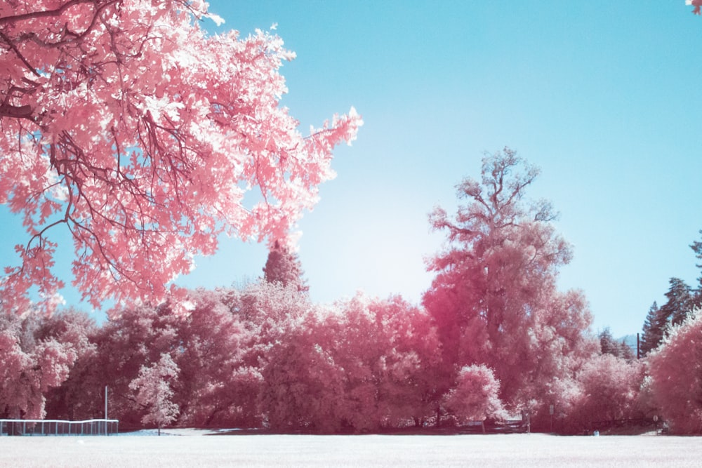 árvores cor-de-rosa