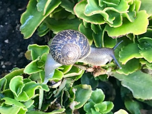 A snail with a spiraled, brown shell and a grey body is crawling on green leafy plants. The foliage is lush, with various shades of green, and the snail appears to be moving slowly over the leaves.