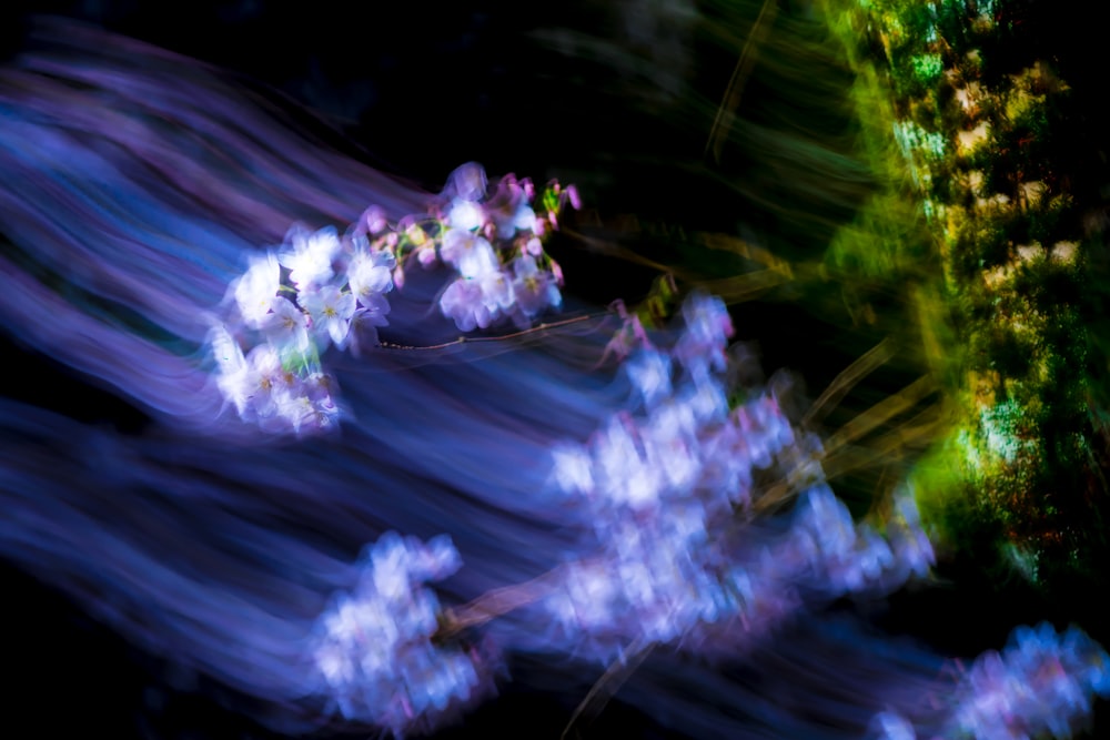 a blurry photo of a bunch of flowers