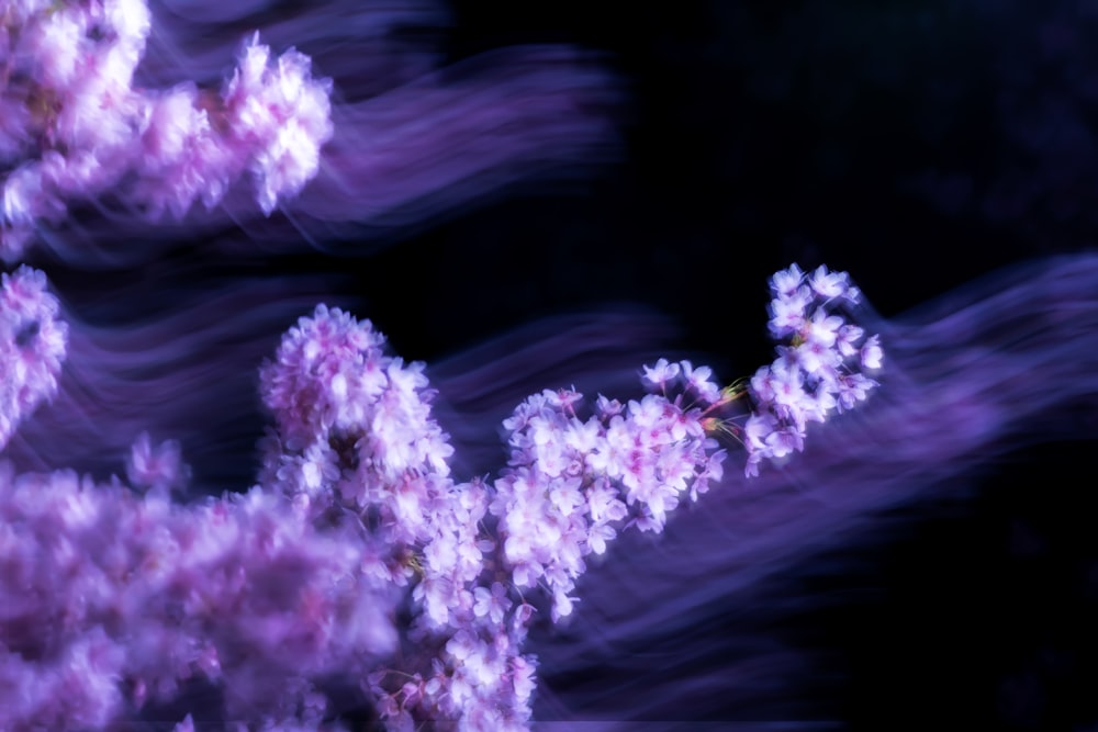 핑크 꽃잎 꽃 디지털 벽지