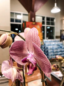 Close-up of a vibrant orchid plant in a modern indoor setting.