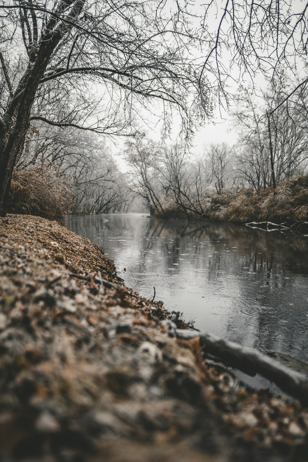 bare trees beside body of water