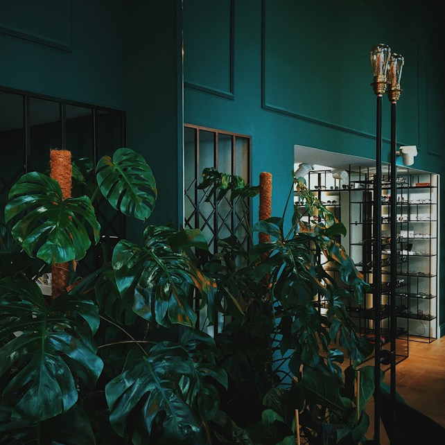 Large green monstera plants with deep green leaves dominate the foreground, giving a lush and natural feel. The background features dark teal walls and a modern shelving unit with a variety of items, adding a touch of sophistication. Warmly lit lightbulbs hang on the right, and a reflection in the mirror shows more shelving.