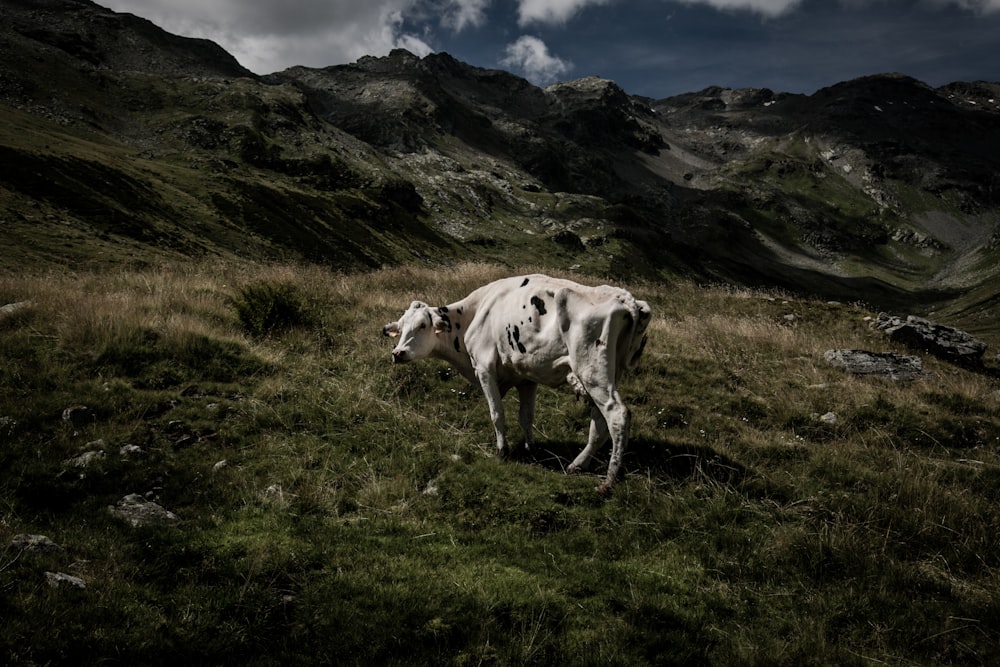 white and black cow at top of mountain