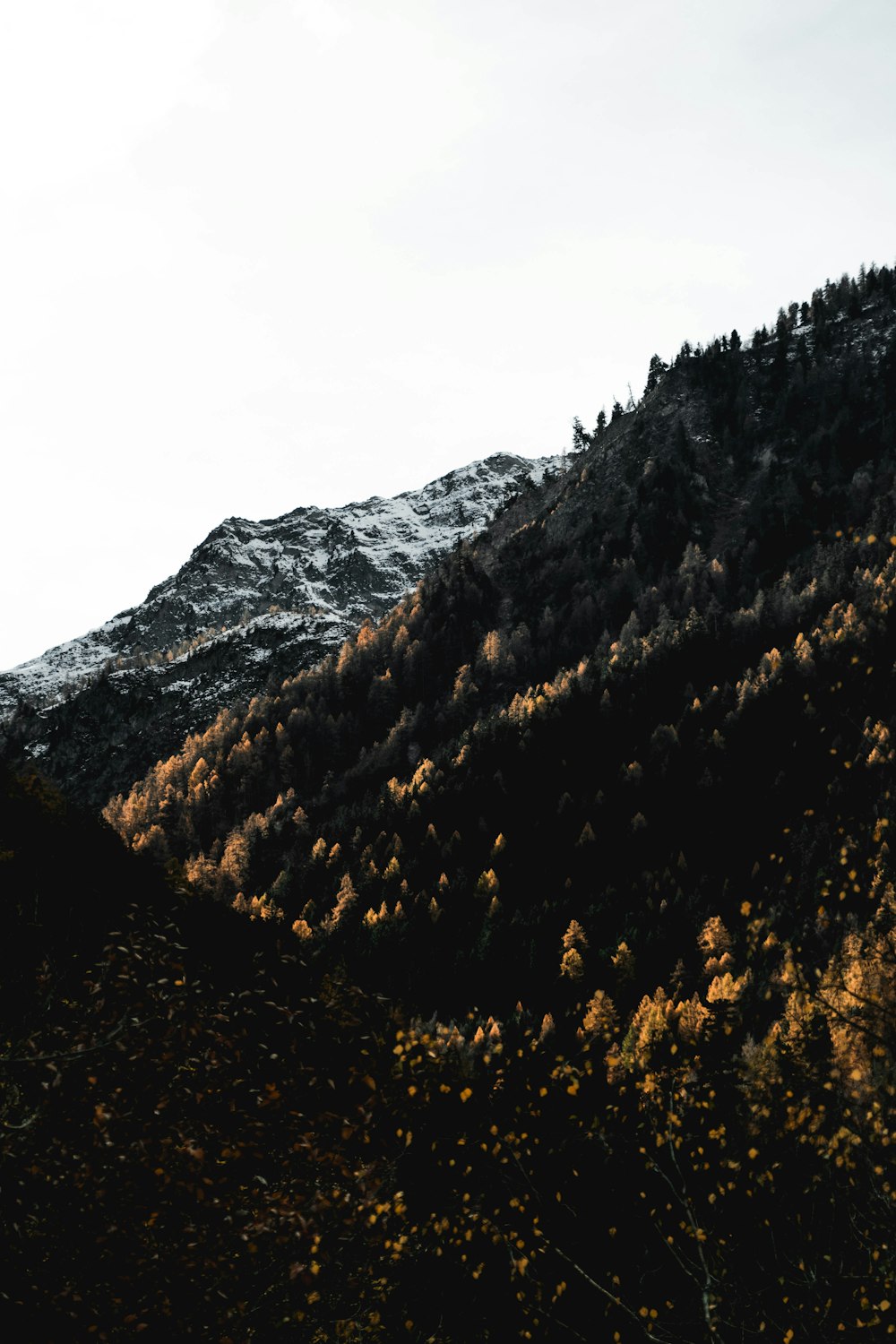 trees on mountain