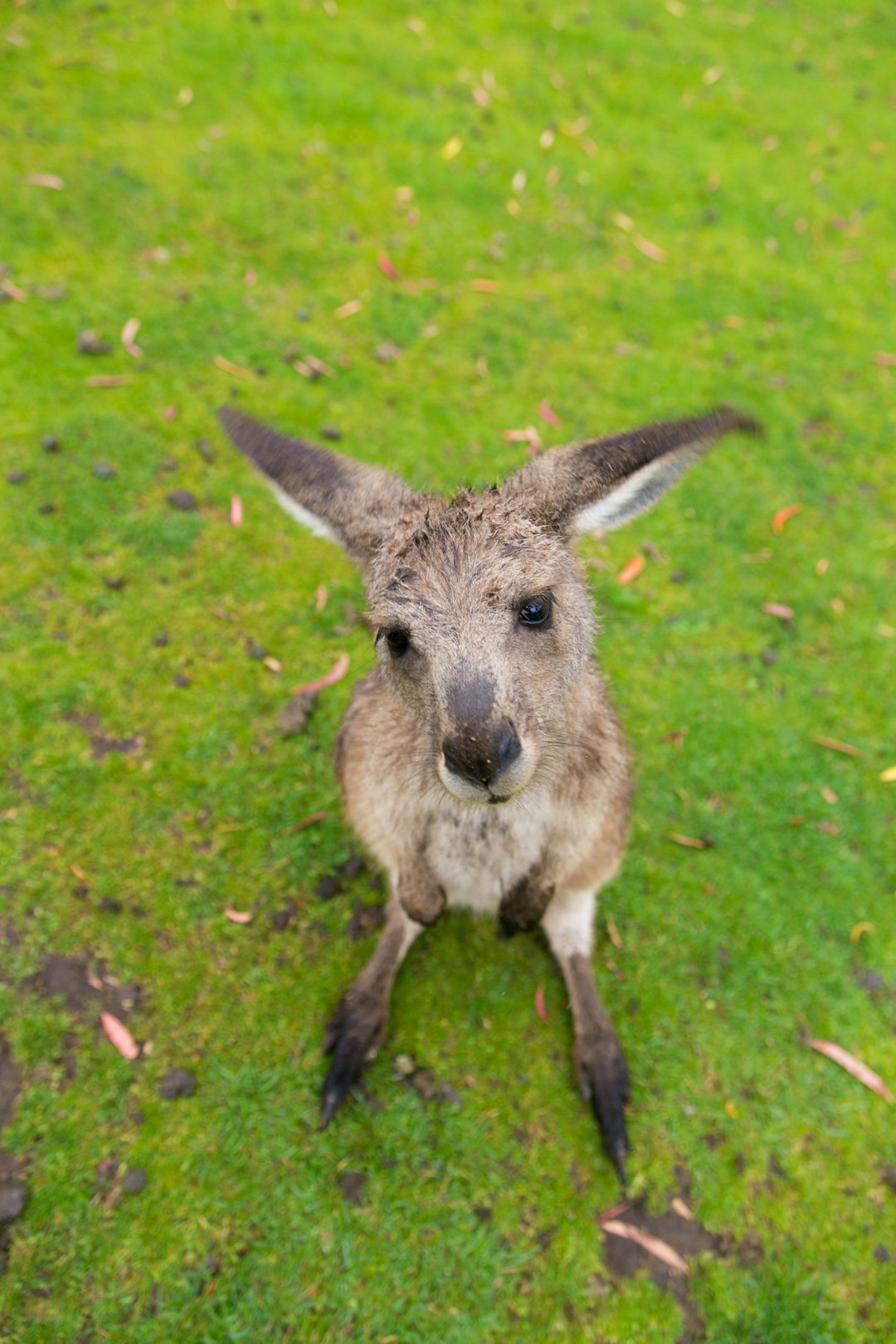 brown kangaroo joey on grass