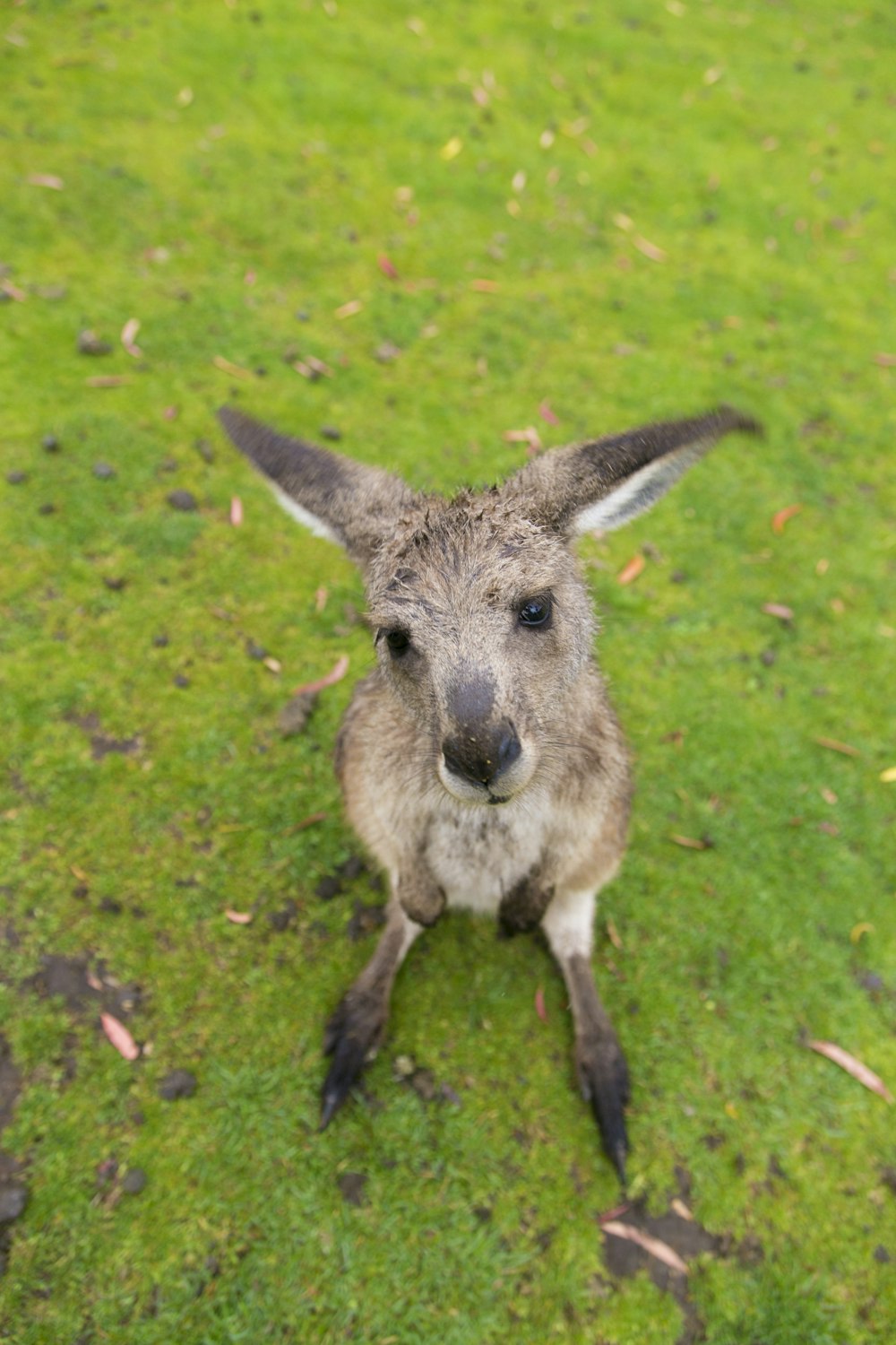 brown kangaroo joey on grass
