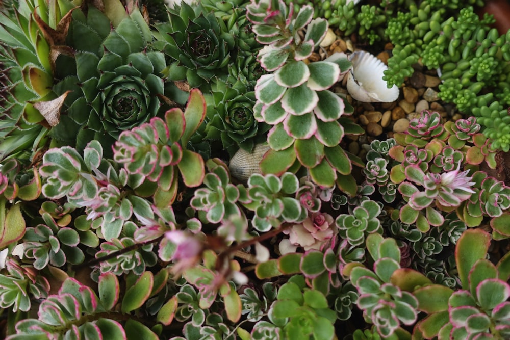 Variété assortie de plantes succulentes