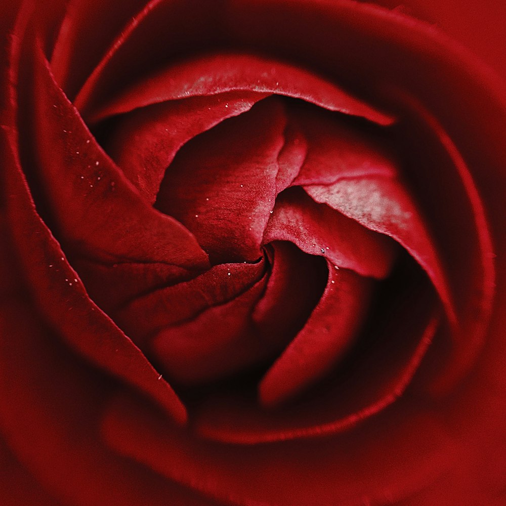 um close up de uma rosa vermelha com gotículas de água