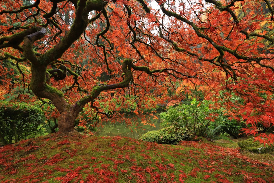 orange flowering tree near lake, Portland Japanese garden is so beautiful in the fall withal the colors. This Japanese m