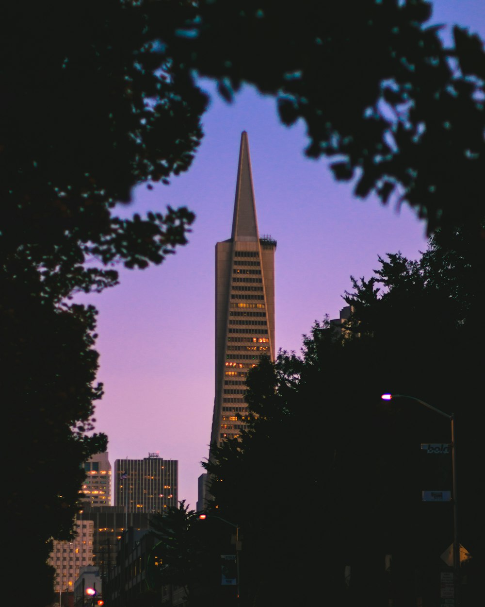 street light and trees near high rise buildings