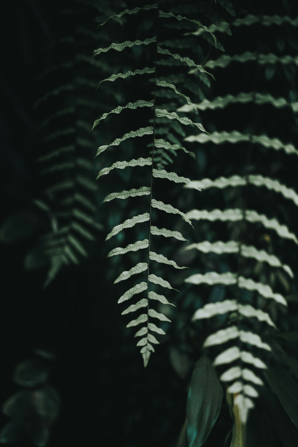 green fern