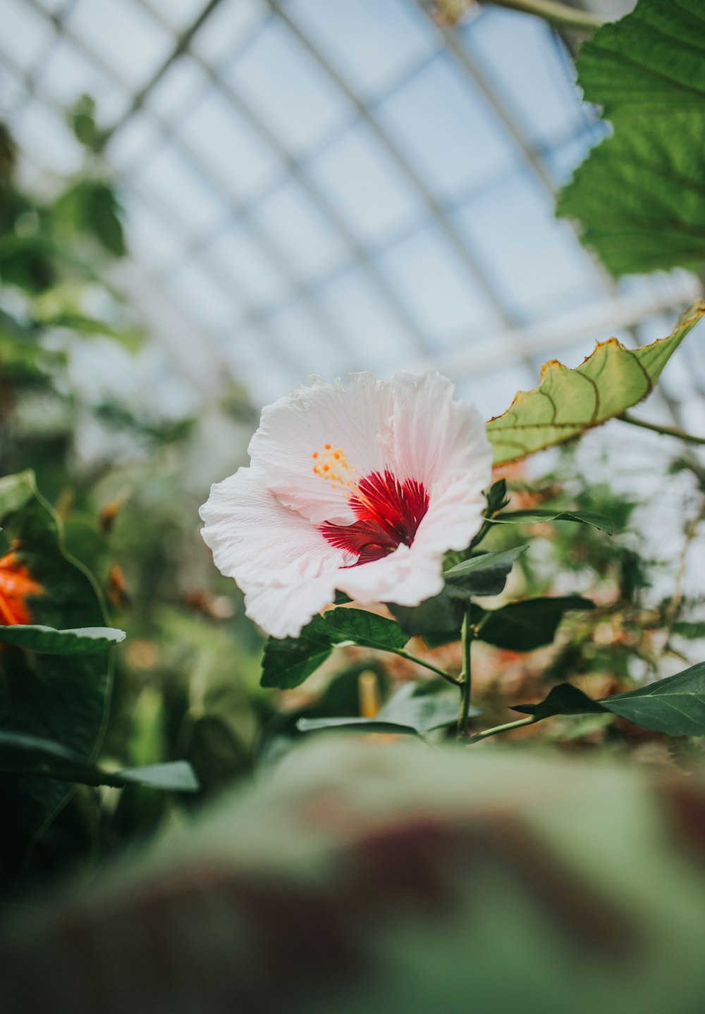 white and red petaled flower