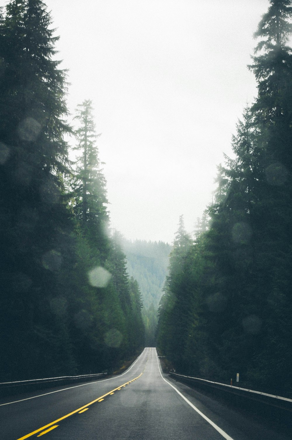 empty asphalt road surrounded by trees