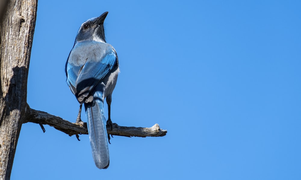 Blue Bird auf Fokusfotografie