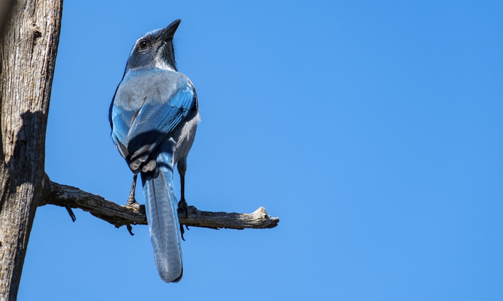 Pájaro azul en fotografía enfocada