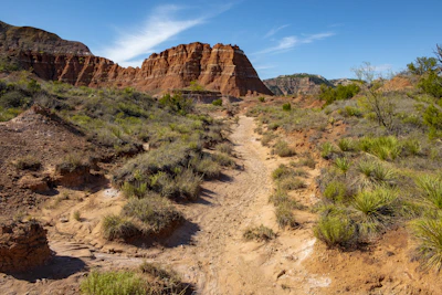 A quiet sandy trail winding through desert flora beneath towering cliffs.