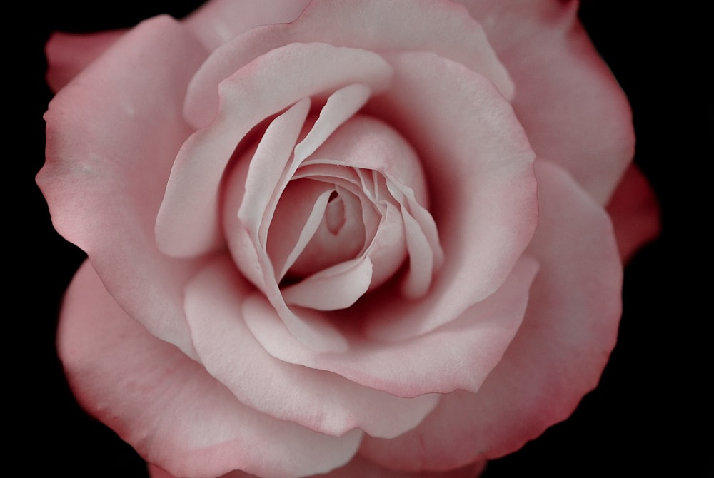 rosa rosa em close up fotografia