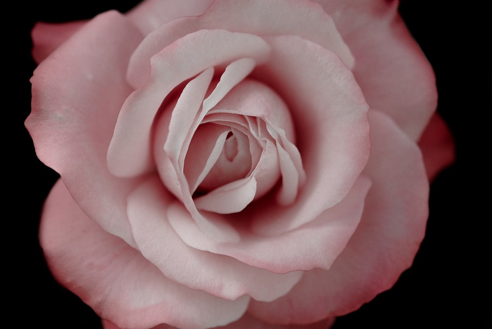 pink rose in close up photography