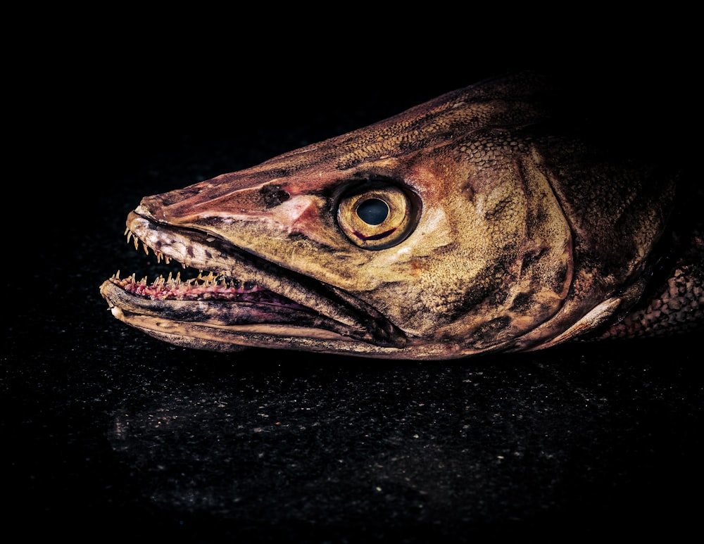 Grauer Fisch in Nahaufnahme