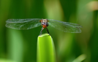 A dragonfly is perched on the tip of a green leaf or stalk. Its transparent wings are spread out symmetrically, and its body is slender with a mixture of dark and light colors. The background is blurred, consisting of lush green tones.