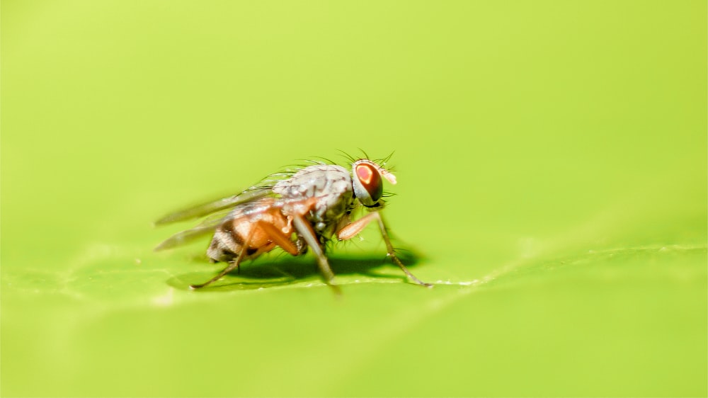 brown fruit fly perching on green leaf