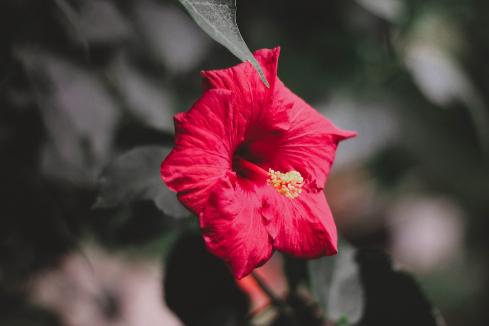 photographie sélective de la fleur rouge d’Hibiscus rosa-sinensis