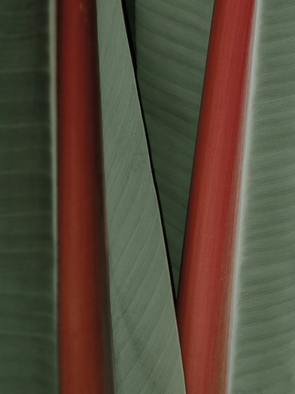 Eine Nahaufnahme einer roten und grünen Pflanze