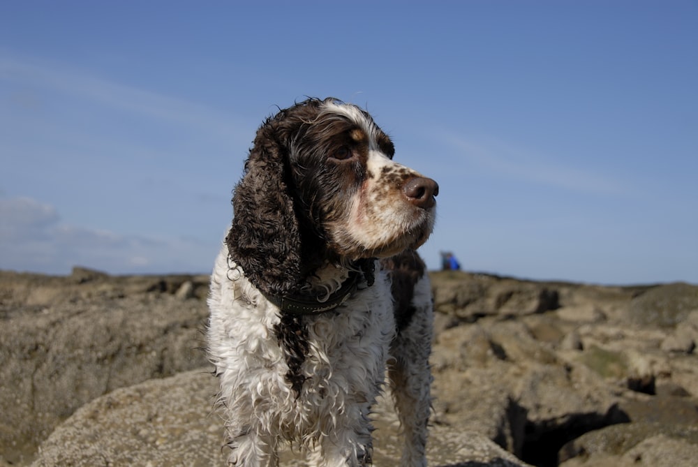chien brun et blanc à poil court sur le rocher pendant la journée