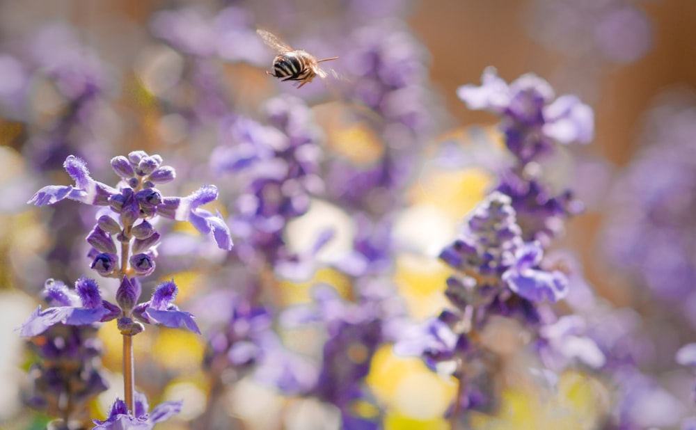 bee hovering at lavender field during daytime