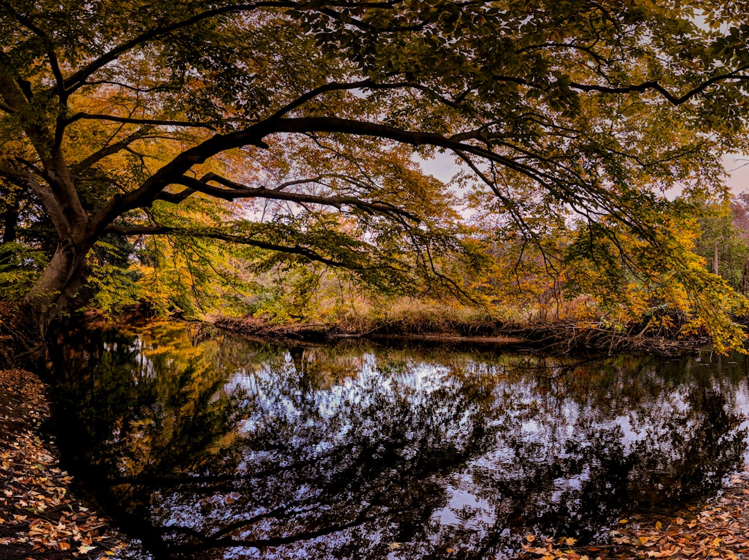 tree beside body of water