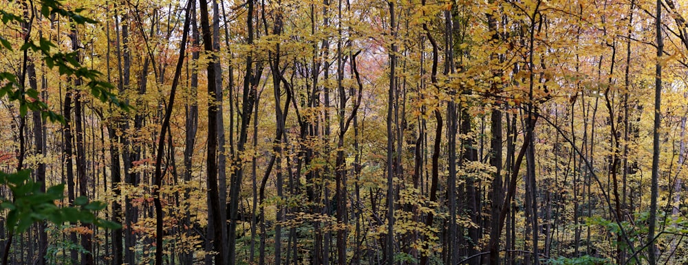 forest during daytime