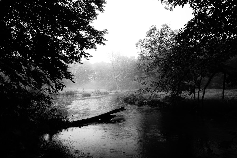 silhouette of trees