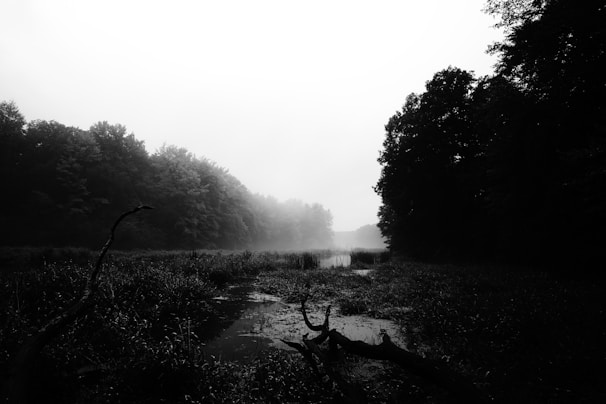 Serene black and white image of a winding river through a forest, capturing peaceful textures and light.