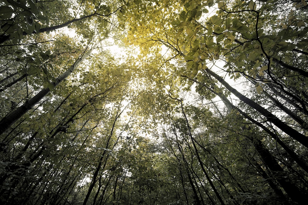 green leafed trees