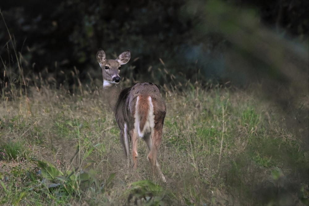 brown deer